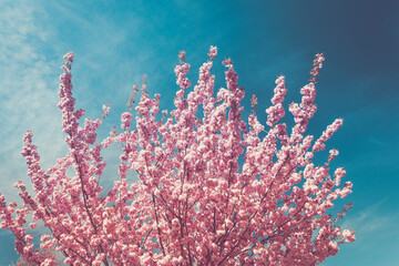 Pink blossom of cherry tree - 593380419
