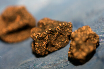 Wild fresh black winter truffle mushrooms close up background big size tuber instant print botanical stock photography