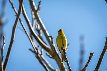 Pájaro posado en la rama de un árbol.