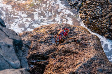 El Hierro Island. Canary Islands, two crabs native to the islands in Charco azul at sunset