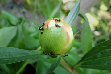 Mrówki na pączku piwonii w wiosennym ogrodzie