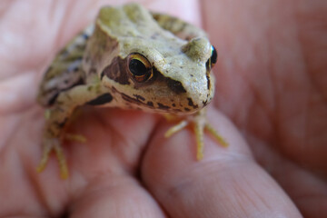 Mała żaba na dłoni