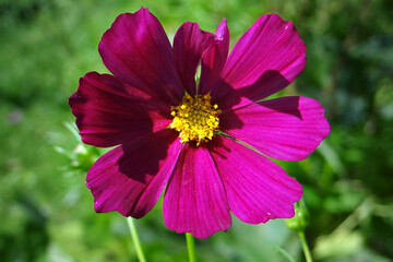 Fototapeta premium Kwiat w wiosennym ogrodzie