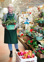 Senior woman home goods store worker carrying basket with artificial christmas plants in showroom..
