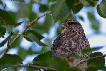 Merlin intently watching its surroundings in the Grassland region of Alberta	