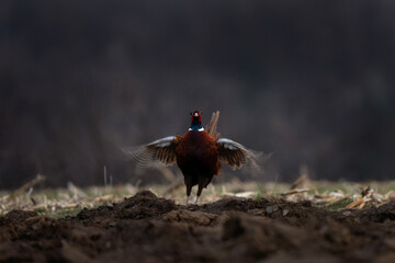 Common pheasant during cold morning. Phasianus colchicus are fighting during mating time. Pheasant...