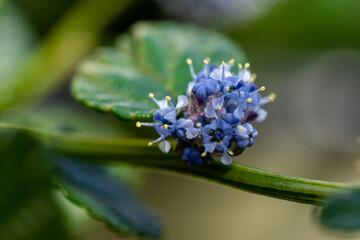 The Exquisite, stunning, vibrant, delicate, alluring Flowers.