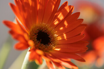 The Exquisite, stunning, vibrant, delicate, alluring Flowers.