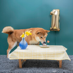 Fototapete bei efototapeten.de bestellen   