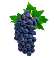 Fresh Grape PNG