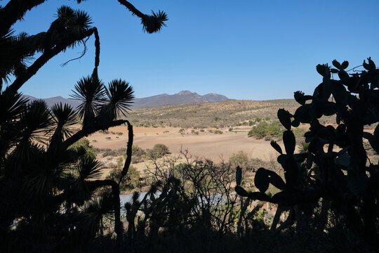Vista de nopales en el valle del semidesierto en cadereyta queretaro