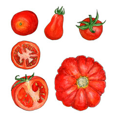 Watercolour vegetables set on white background. Tomatoes. Sketch style