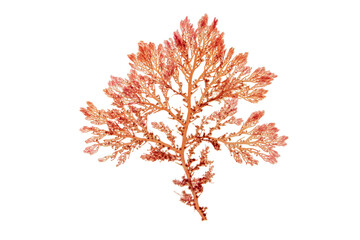 Red seaweed or rhodophyta branch isolated transparent png. Red algae.
