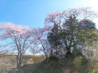 和久伊右衛門稲荷神社の桜
