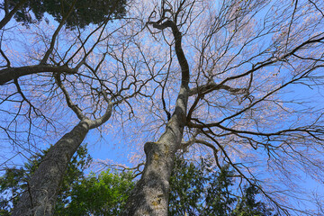 和久伊右衛門稲荷神社の桜