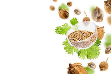 Fresh green cilantro leaves and falling dried coriander seeds in Spice Jar float on a white background. Flying Organic spices. Floating food Creative concept. Spicy and fragrant seasoning. Copy space