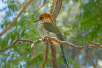 Ave en la naturaleza