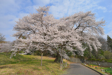 弥明の桜