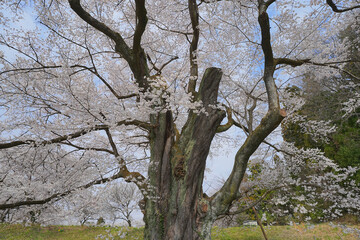 Fototapeta na wymiar 弥明の桜