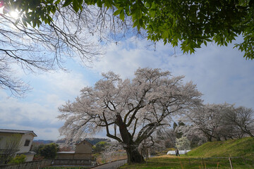 弥明の桜