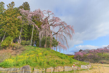 合戦場の枝垂れ桜