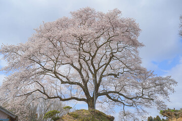 小田彦太郎桜