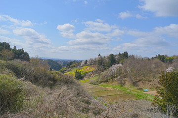 小田彦太郎桜