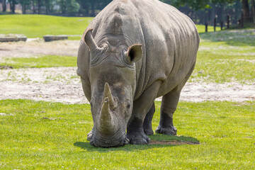 Fototapeta premium Rhino at grass field in nature