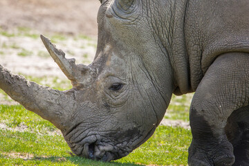 Obraz premium Close up view of a rhino in nature