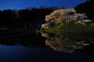 Obraz premium 中島の地蔵桜