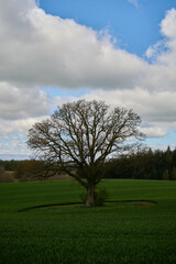 Lone tree with no leaves in countryside in England under blue sky with clouds
