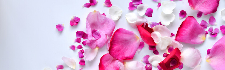 白背景に薔薇の花びら、ピンクと白のバラの花のフレーム