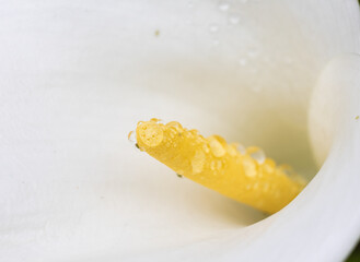 Macro shot of a small insect on the dew covered spadix of a calla lily