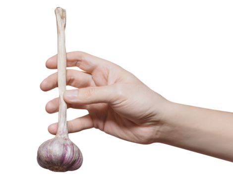 Hand holding a garlic, cut out - Powered by Adobe