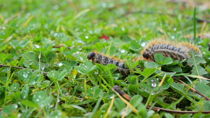 plusieurs chenilles (chenille) processionnaires (processionnaire) du pin dans de l'herbe verte (gazon vert) en troupeau en gros plan (macro) - (thaumetopoea pityocampa)