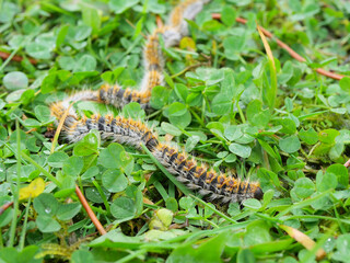 plusieurs chenilles (chenille) processionnaires (processionnaire) du pin dans de l'herbe verte (gazon vert) en troupeau en gros plan (macro) - (thaumetopoea pityocampa)