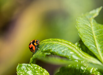 Ladybug on green leaf.