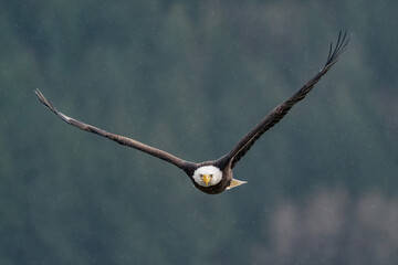 Bald Eagle In-Flight