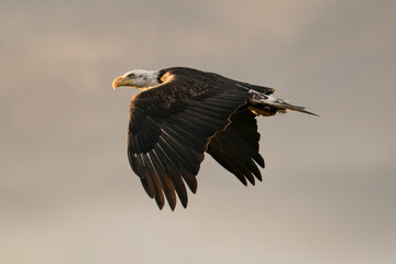 Bald Eagle Flying into the Sunset
