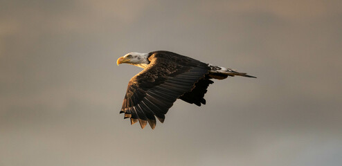 Bald Eagle In-flight