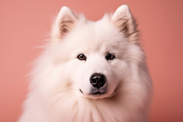 Fototapeta premium Happy Snowy Friend. Intelligent and adorable Samoyed dog with smiling face on pastel pink background. Copy space. Domestic animal concept AI Generative