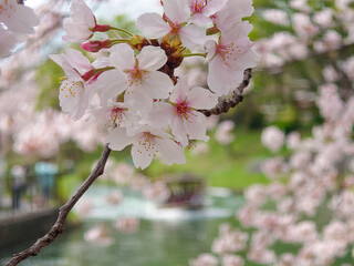 京都 伏見の観光名所の桜と観光船