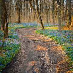Spring forest path with snowdrops growing around