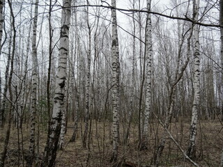 Birch grove in the forest