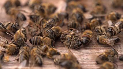 Dead bees in the hive. Colony Collapse Disorder. Starvation, pesticide exposure, pests and disease