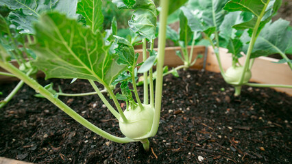  kohlrabi in ground. kohlrabi ripe vegetables in wooden beds. fresh vegetables in my own garden. 