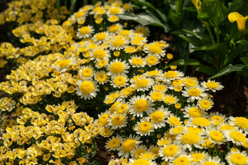 マーガレット　丁字咲き