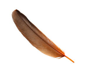 Fototapeta na wymiar Beautiful orange bird feather isolated on white