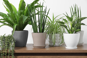 Green houseplants in pots on wooden chest of drawers near white wall