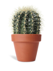 Beautiful cactus plant in terracotta pot isolated on white. House decor